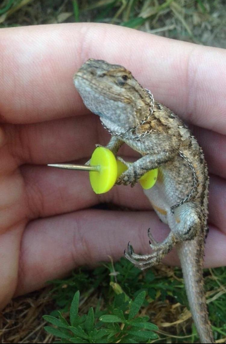 Lizard push pin Blank Meme Template