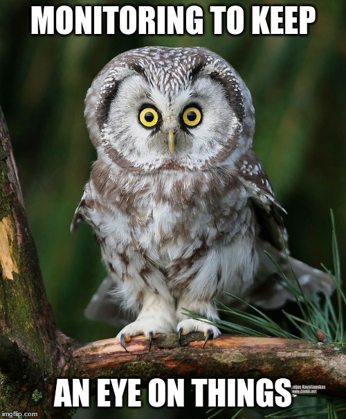 Owl | MONITORING TO KEEP; AN EYE ON THINGS | image tagged in owl | made w/ Imgflip meme maker
