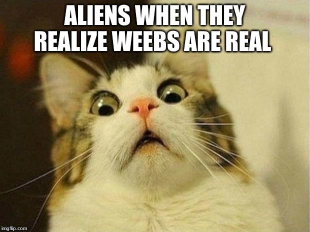 Scared Cat Meme | ALIENS WHEN THEY REALIZE WEEBS ARE REAL | image tagged in memes,scared cat | made w/ Imgflip meme maker