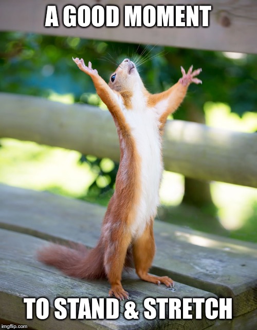 happy squirrel | A GOOD MOMENT; TO STAND & STRETCH | image tagged in happy squirrel | made w/ Imgflip meme maker