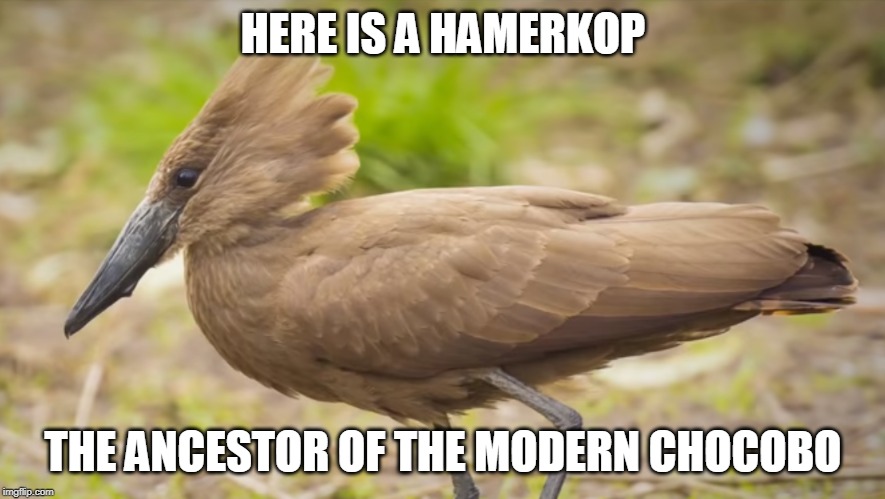Ancient chocobo | HERE IS A HAMERKOP; THE ANCESTOR OF THE MODERN CHOCOBO | image tagged in hamerkop,chocobo,final fantasy,wildlife,wild chocobo | made w/ Imgflip meme maker
