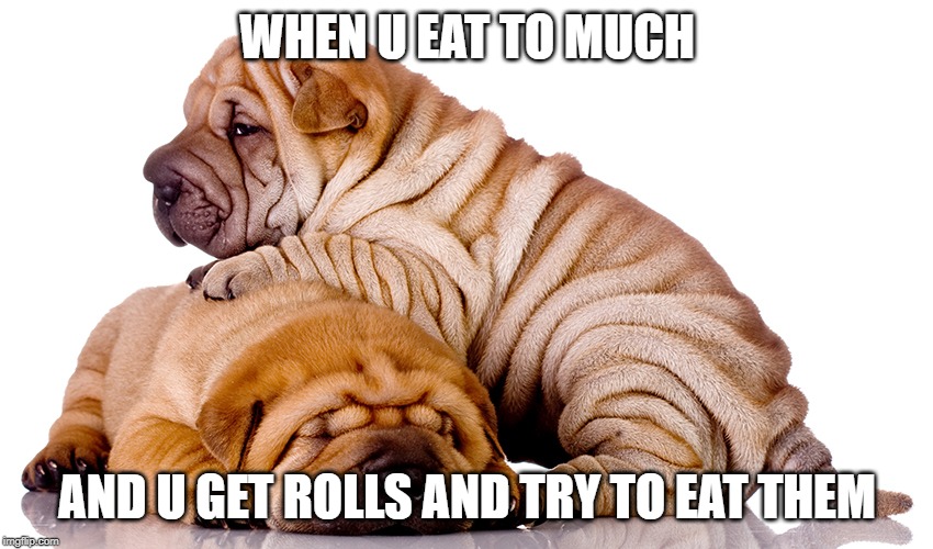 WHEN U EAT TO MUCH; AND U GET ROLLS AND TRY TO EAT THEM | image tagged in funny | made w/ Imgflip meme maker