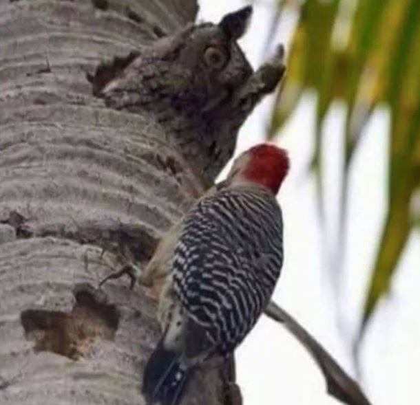 Owl & Woodpecker Blank Meme Template