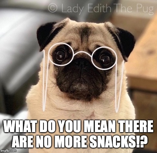 What Do You Mean There Are No More Snacks?! #ladyediththepug | WHAT DO YOU MEAN THERE
 ARE NO MORE SNACKS!? | image tagged in snacks,pugs,pug,pug life,pug love | made w/ Imgflip meme maker