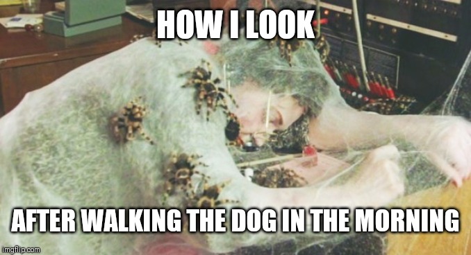 Walk the dog. | HOW I LOOK; AFTER WALKING THE DOG IN THE MORNING | image tagged in psst spiderman | made w/ Imgflip meme maker