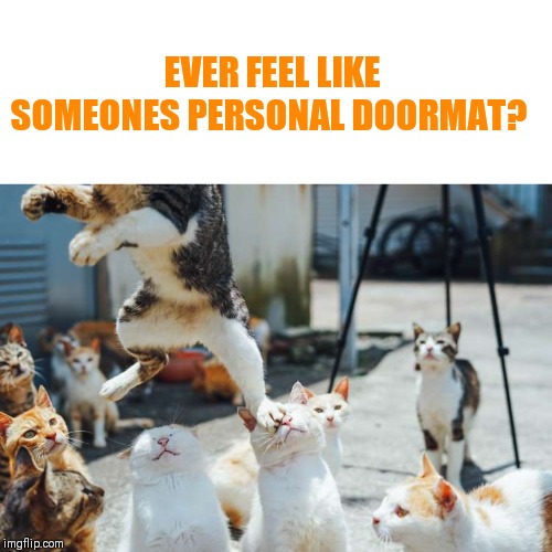I just really wanted to use this template | EVER FEEL LIKE SOMEONES PERSONAL DOORMAT? | image tagged in cats | made w/ Imgflip meme maker