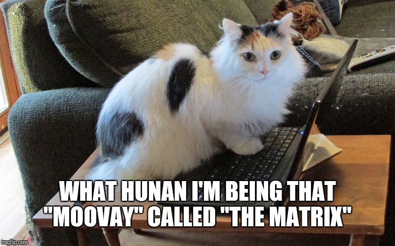 What human // cat on laptop | WHAT HUNAN I'M BEING THAT "MOOVAY" CALLED "THE MATRIX" | image tagged in cat on laptop | made w/ Imgflip meme maker