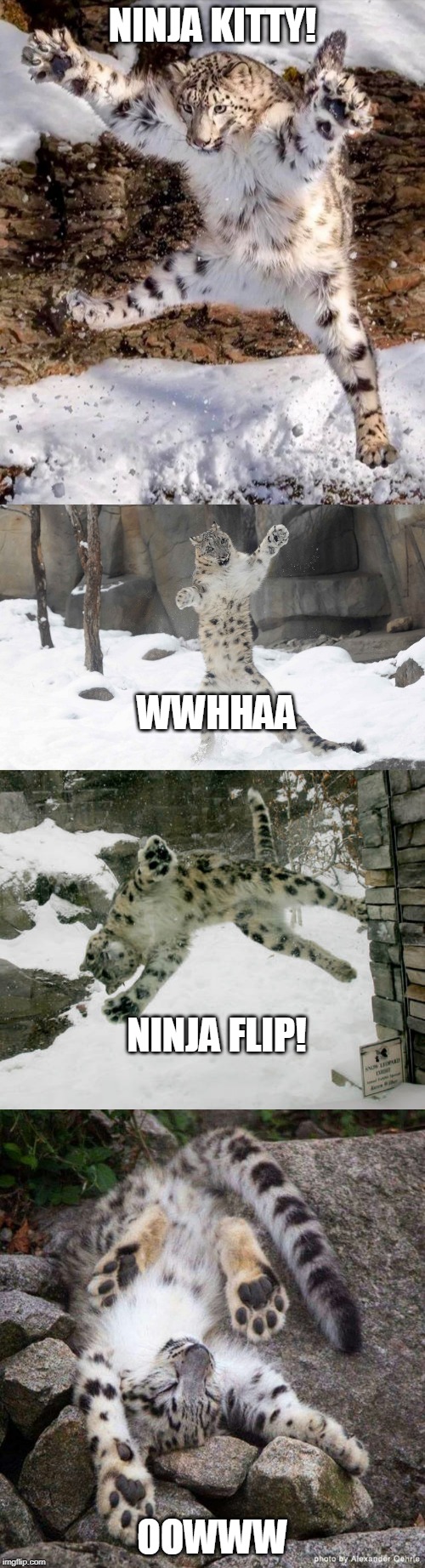 I WAS BORED | NINJA KITTY! WWHHAA; NINJA FLIP! OOWWW | image tagged in snow leopard,leopard,cats,funny,memes | made w/ Imgflip meme maker