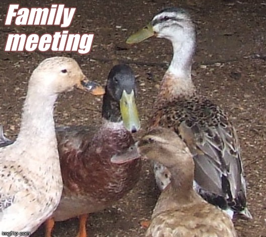 Family meeting | Family 
meeting | image tagged in duck family,family meeting,ducks,memes | made w/ Imgflip meme maker