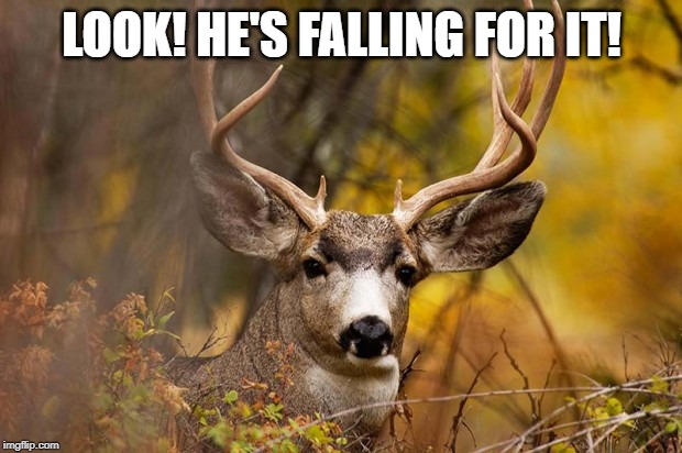 deer meme | LOOK! HE'S FALLING FOR IT! | image tagged in deer meme | made w/ Imgflip meme maker