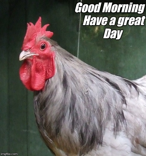 Good Morning have a great day | Good Morning
Have a great
Day | image tagged in good morning chickens,memes,good morning | made w/ Imgflip meme maker
