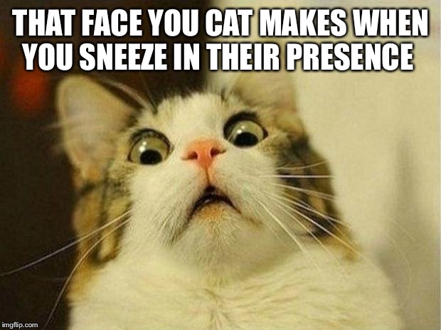 Scared Cat Meme | THAT FACE YOU CAT MAKES WHEN YOU SNEEZE IN THEIR PRESENCE | image tagged in memes,scared cat | made w/ Imgflip meme maker