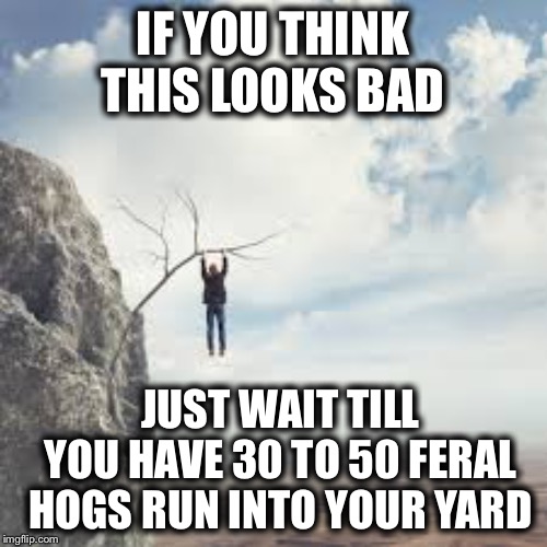 Anything is possible-Leave my guns alone | IF YOU THINK THIS LOOKS BAD; JUST WAIT TILL YOU HAVE 30 TO 50 FERAL HOGS RUN INTO YOUR YARD | image tagged in second amendment,dont tread on me,protect your kids,smith and wesson,my good friend | made w/ Imgflip meme maker