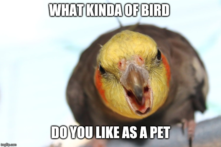 I like cockatiels | WHAT KINDA OF BIRD; DO YOU LIKE AS A PET | image tagged in screm birb | made w/ Imgflip meme maker