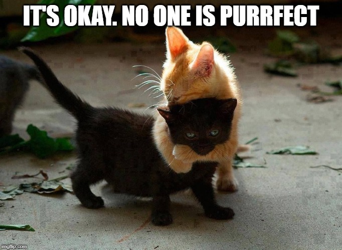 kitten hug | IT'S OKAY. NO ONE IS PURRFECT | image tagged in kitten hug | made w/ Imgflip meme maker