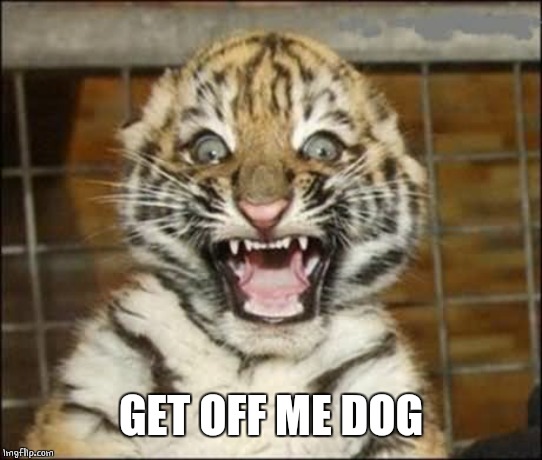 SCARED TIGER | GET OFF ME DOG | image tagged in scared tiger | made w/ Imgflip meme maker