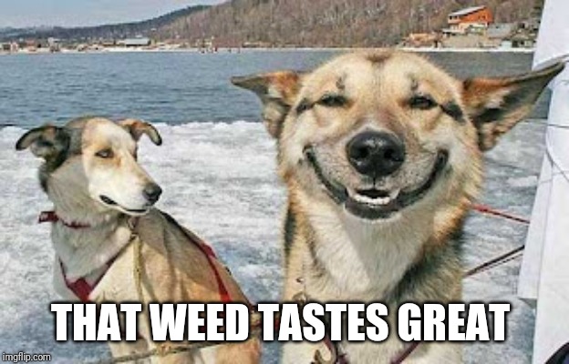 Original Stoner Dog Meme | THAT WEED TASTES GREAT | image tagged in memes,original stoner dog | made w/ Imgflip meme maker