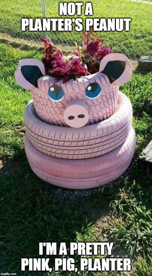 pretty pink pig planter | NOT A PLANTER'S PEANUT; I'M A PRETTY PINK, PIG, PLANTER | image tagged in gardening,pigs | made w/ Imgflip meme maker