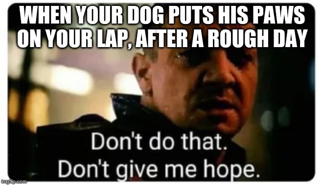 don't give me hope | WHEN YOUR DOG PUTS HIS PAWS ON YOUR LAP, AFTER A ROUGH DAY | image tagged in don't give me hope | made w/ Imgflip meme maker