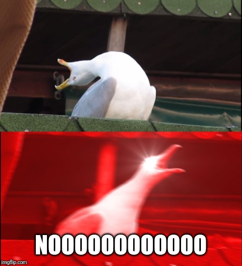 Screaming bird | NOOOOOOOOOOOO | image tagged in screaming bird | made w/ Imgflip meme maker