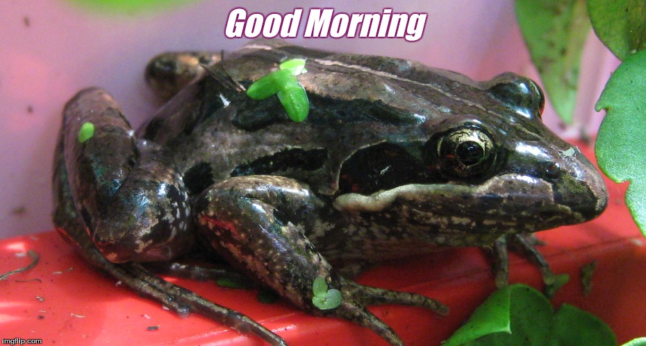Good Morning | Good Morning | image tagged in good morning frogs,good morning,memes,frogs | made w/ Imgflip meme maker