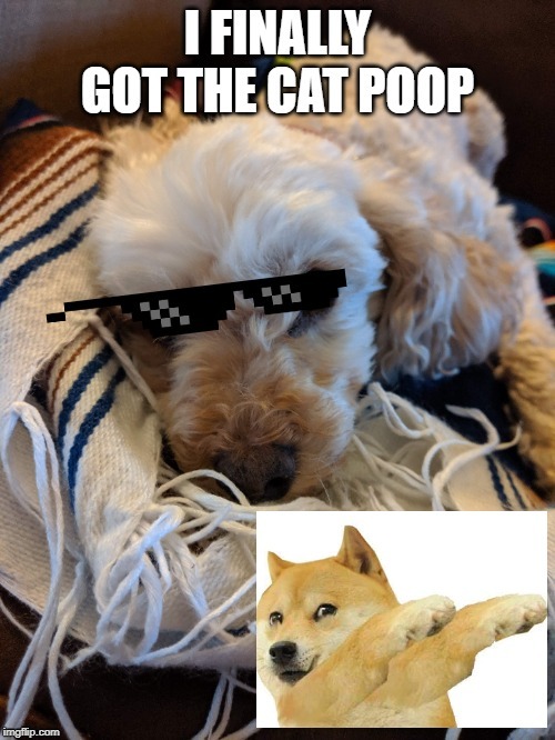 image tagged in dog | made w/ Imgflip meme maker