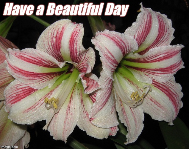 Have a Beautiful Day | Have a Beautiful Day | image tagged in have a beautiful day,memes,good morning,good morning flowers,flowers | made w/ Imgflip meme maker