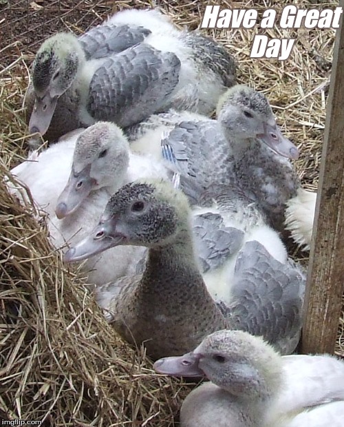 Have a Great Day | Have a Great
Day | image tagged in have a great day,have a great day ducks,good morning,good morning ducks,memes,muscovy ducks | made w/ Imgflip meme maker