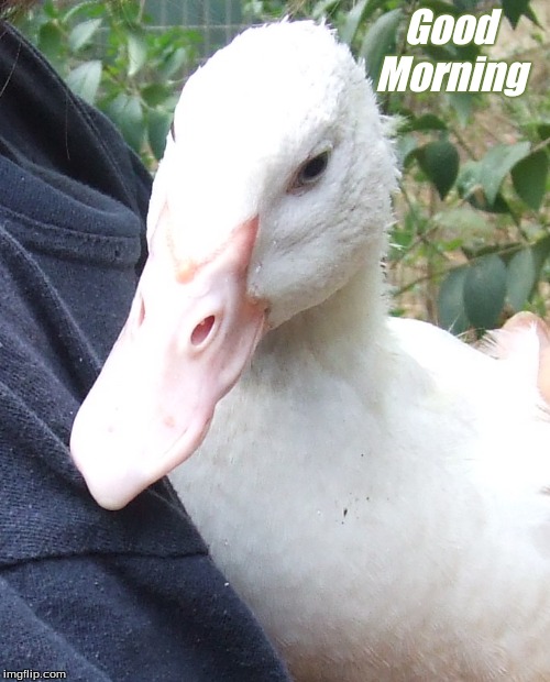 Good Morning | Good      
Morning | image tagged in good morning ducks,good morning,memes,ducks,muscovy ducks | made w/ Imgflip meme maker