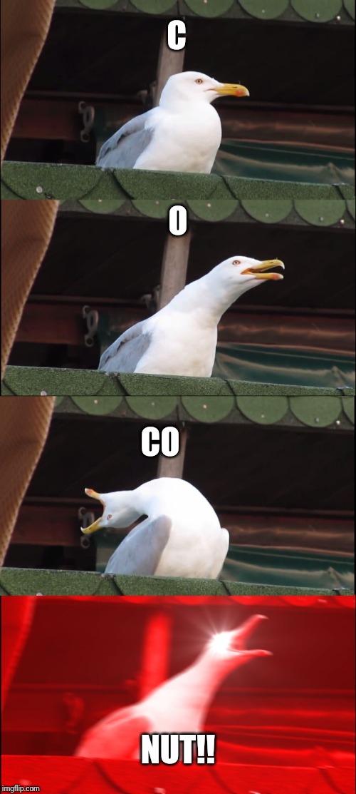 Inhaling Seagull Meme | C; O; CO; NUT!! | image tagged in memes,inhaling seagull | made w/ Imgflip meme maker