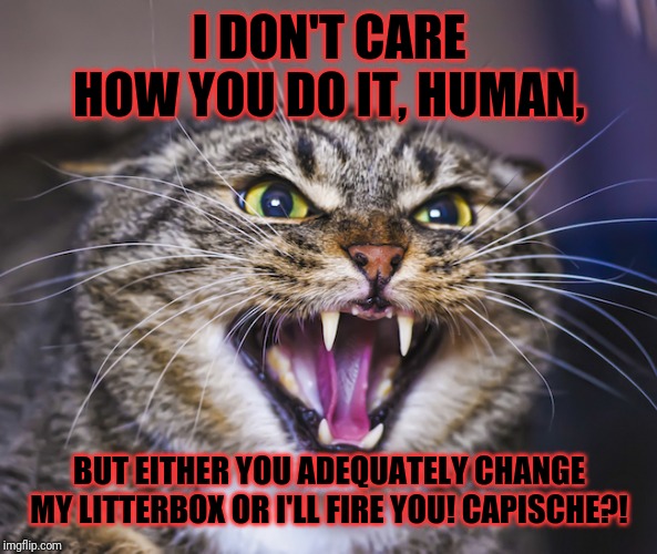 Psycho kitty wants the letterbox adequately changed and wants it done right hissin' MEOW | I DON'T CARE HOW YOU DO IT, HUMAN, BUT EITHER YOU ADEQUATELY CHANGE MY LITTERBOX OR I'LL FIRE YOU! CAPISCHE?! | image tagged in angry cat,memes,cats,angry cat memes | made w/ Imgflip meme maker