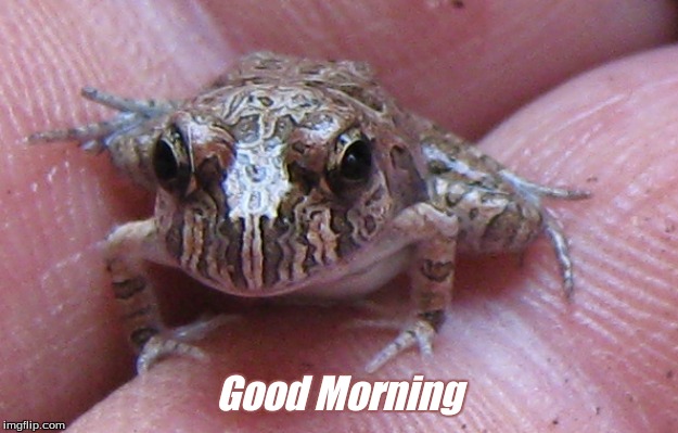 Good Morning | Good Morning | image tagged in good morning,good morning frogs,frogs,memes | made w/ Imgflip meme maker