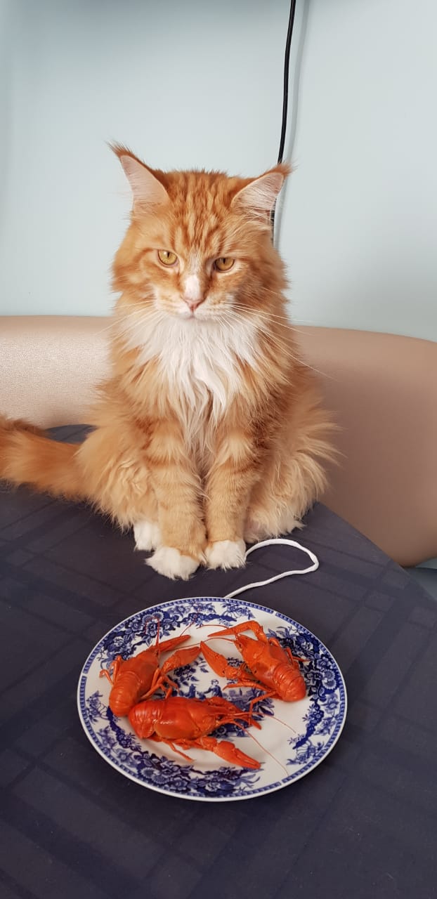 cat orders food Blank Meme Template