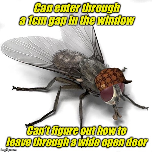 Scumbag House Fly | Can enter through a 1cm gap in the window Can’t figure out how to leave through a wide open door | image tagged in scumbag house fly | made w/ Imgflip meme maker