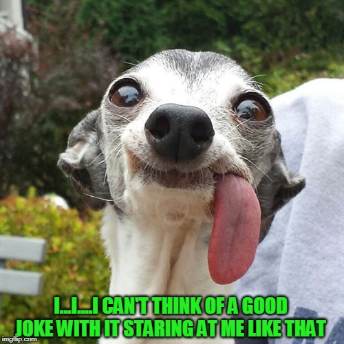 It's the tongue! I can't get away from the tongue! | I...I....I CAN'T THINK OF A GOOD JOKE WITH IT STARING AT ME LIKE THAT | image tagged in dog tongue,modern memer problems | made w/ Imgflip meme maker