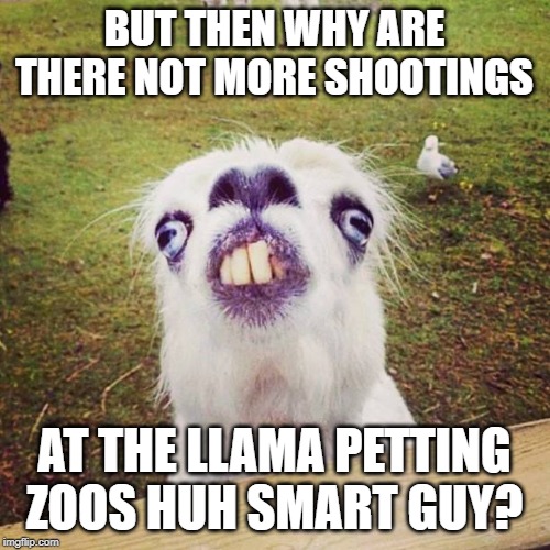 irony llama | BUT THEN WHY ARE THERE NOT MORE SHOOTINGS AT THE LLAMA PETTING ZOOS HUH SMART GUY? | image tagged in irony llama | made w/ Imgflip meme maker