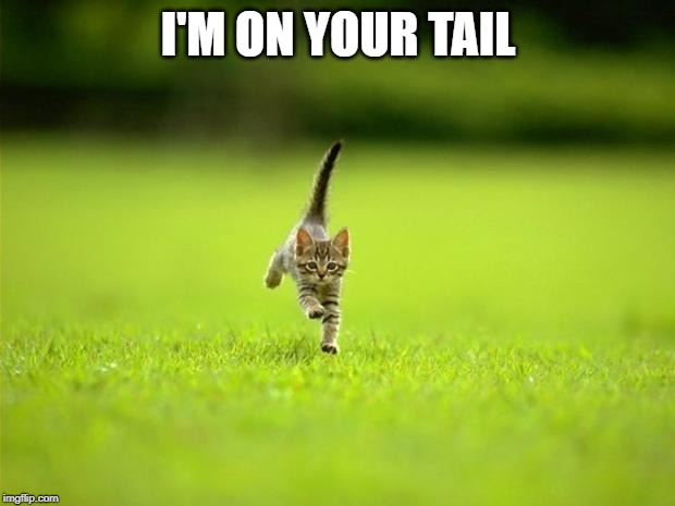 Running Cat | I'M ON YOUR TAIL | image tagged in running cat | made w/ Imgflip meme maker