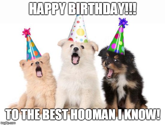 happy birthday puppies | HAPPY BIRTHDAY!!! TO THE BEST HOOMAN I KNOW! | image tagged in happy birthday puppies | made w/ Imgflip meme maker