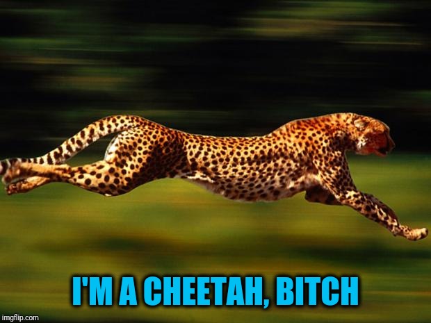 cheetah | I'M A CHEETAH, B**CH | image tagged in cheetah | made w/ Imgflip meme maker