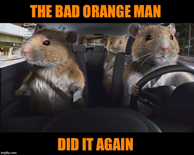 Rats driving | THE BAD ORANGE MAN DID IT AGAIN | image tagged in rats driving | made w/ Imgflip meme maker