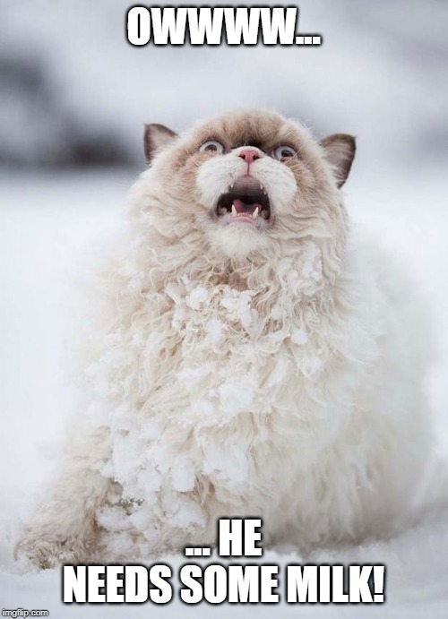 scared cat winter version | OWWWW... ... HE NEEDS SOME MILK! | image tagged in scared cat winter version | made w/ Imgflip meme maker
