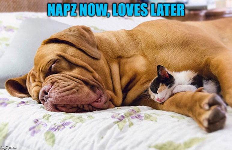 NAPZ NOW, LOVES LATER | made w/ Imgflip meme maker