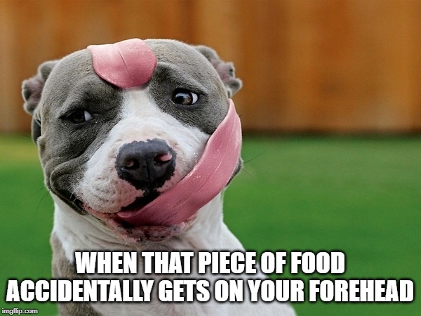 Dog tongue | WHEN THAT PIECE OF FOOD ACCIDENTALLY GETS ON YOUR FOREHEAD | image tagged in dog tongue | made w/ Imgflip meme maker