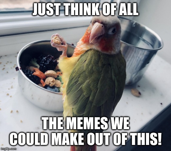 JUST THINK OF ALL THE MEMES WE COULD MAKE OUT OF THIS! | made w/ Imgflip meme maker