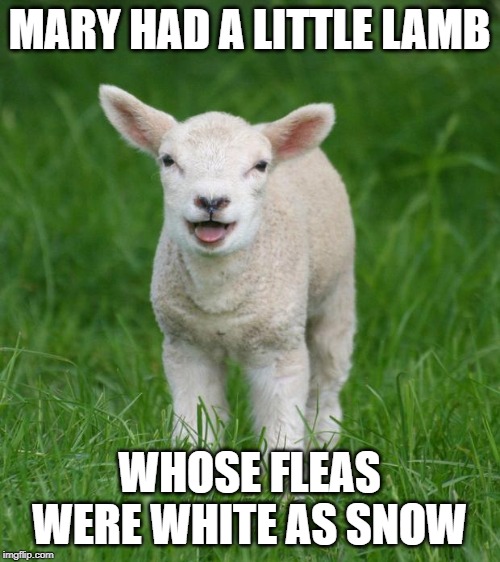 Little lamb | MARY HAD A LITTLE LAMB WHOSE FLEAS WERE WHITE AS SNOW | image tagged in little lamb | made w/ Imgflip meme maker