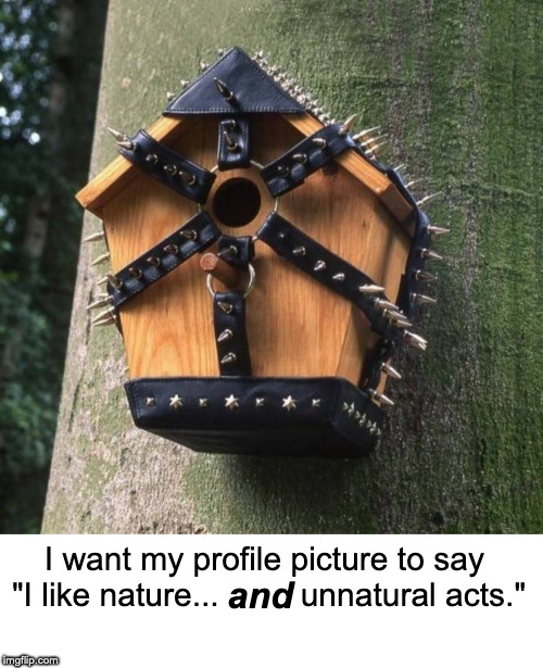 What kind of bird would raise a family here? | and; I want my profile picture to say 
"I like nature...         unnatural acts." | image tagged in birds,bird box,kinky | made w/ Imgflip meme maker