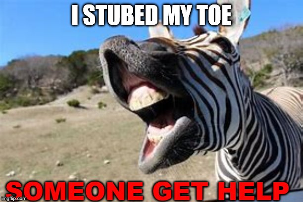 I stubbed my toe | I STUBED MY TOE; SOMEONE GET HELP | image tagged in zebra | made w/ Imgflip meme maker