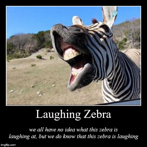 Laughing Zebra | image tagged in zebra | made w/ Imgflip demotivational maker