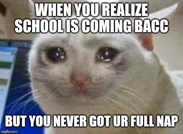 Sad cat | WHEN YOU REALIZE SCHOOL IS COMING BACC; BUT YOU NEVER GOT UR FULL NAP | image tagged in sad cat | made w/ Imgflip meme maker
