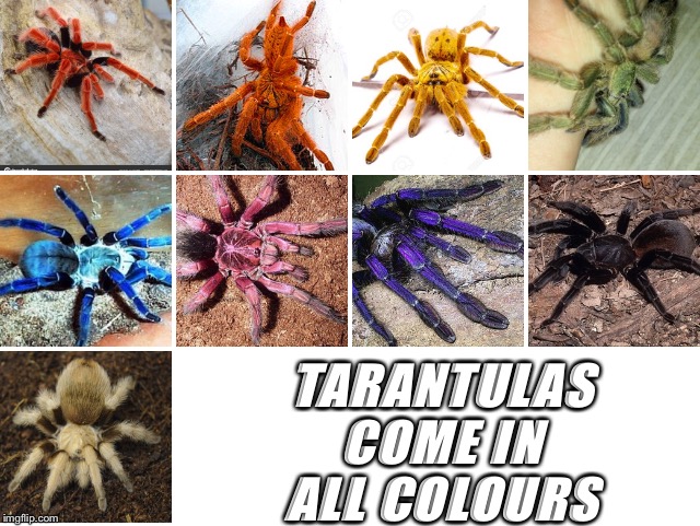 TARANTULAS COME IN ALL COLOURS | image tagged in tarantula | made w/ Imgflip meme maker